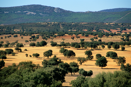 parque nacional de cabañeros